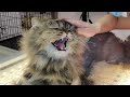 Mad Cat Worst Case Of Matting I Ve Ever Seen