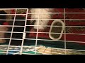 What To Do With Guinea Pigs