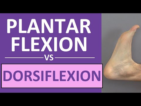 Dorsiflexion and Plantar Flexion of the Foot | Anatomy Body Movement Terms