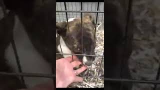 Video preview image #1 Jack Russell Terrier Puppy For Sale in Maryville, TN, USA