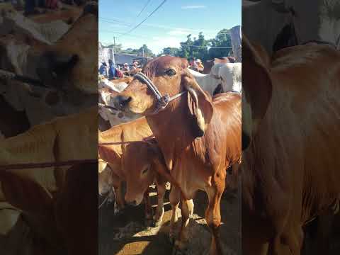 Bonito ganado en el tiangue de San Rafael Cedros, Cuscatlán 15/11 /2025