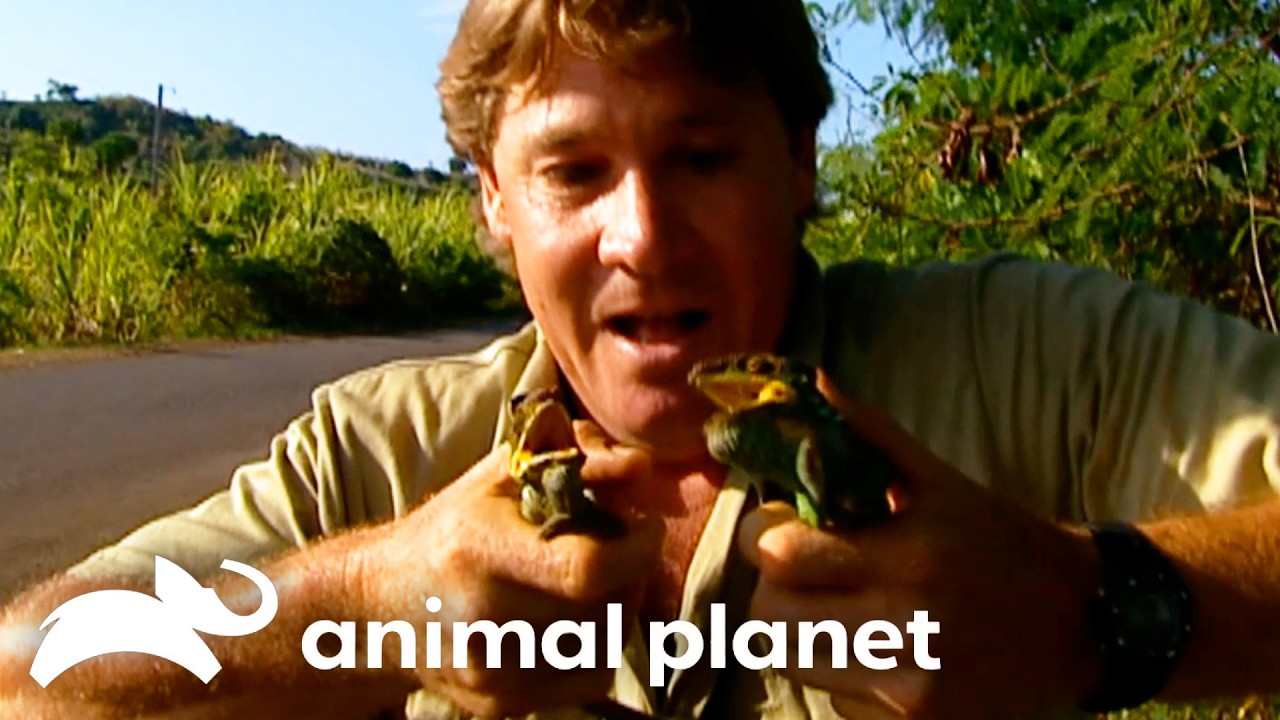 Steve Chases Chameleons In Madagascar! | The Crocodile Hunter | Animal Planet