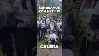 ¡Sembramos juntos el futuro! con MetLife