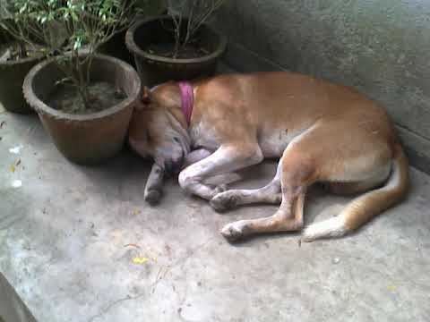 My Dog 2 II INDIAN DOG II EVERGREEN