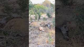 Hyena scares a leopard away from its hunt