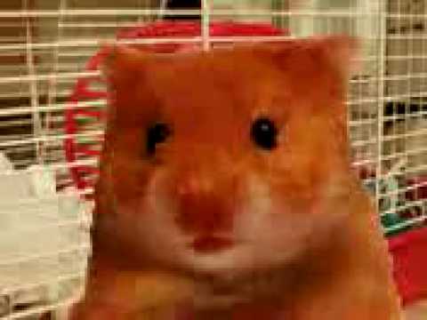 los hamster insultan