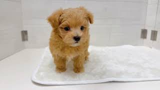 ハーフ犬の動画01