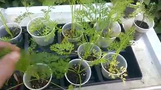 Planting celery and selling worms!