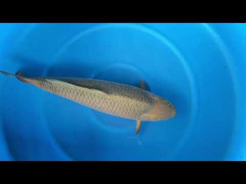 JKS Online Auction: JKSAC-2025-11-13 3Sai HQ Chagoi baby face 71 cm Marusei