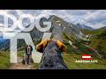 TheDogCam 10hrs Of Austrian Alps Virtual Dog Walks Along Serene Mountain Paths ️ Dog POV