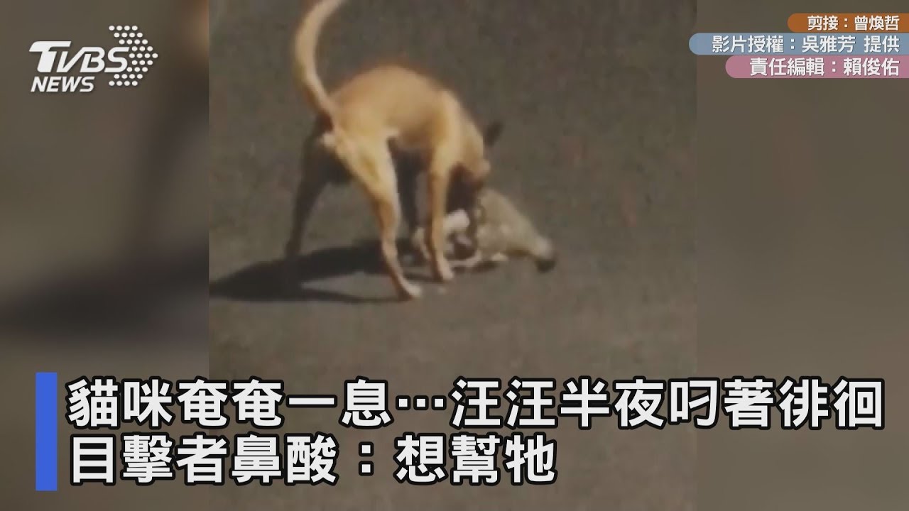 貓咪奄奄一息…汪汪叼著夜裡徘迴 目擊者鼻酸:想幫牠