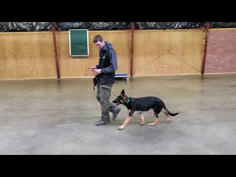 The Beginning Is As Important As The End "Keane" 6 MO German Shepherd Building Obedience & Focus