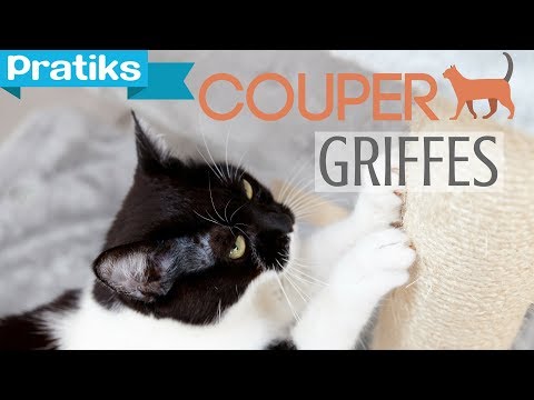 comment soigner griffure de chat
