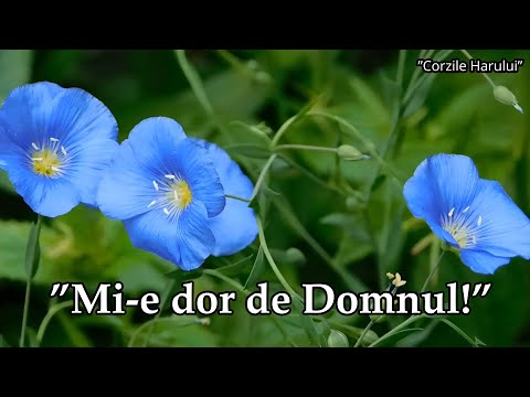 ”Mi-e dor de Domnul!” cântare creștină 2026