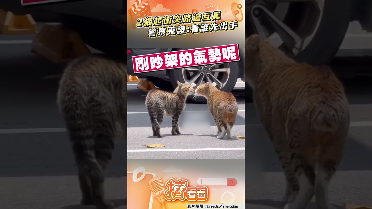 影音／2浪貓當街貼臉「衝突互罵」　員警到場蒐證：看誰先出手