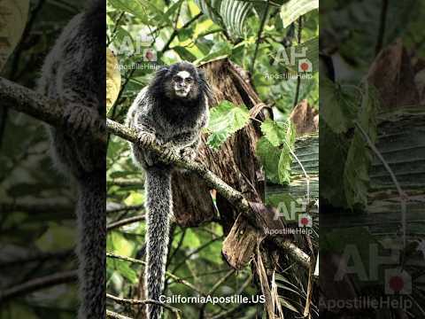 Wild Marmosets in Floripa, Brazil 🐒 | Atlantic Forest Wildlife