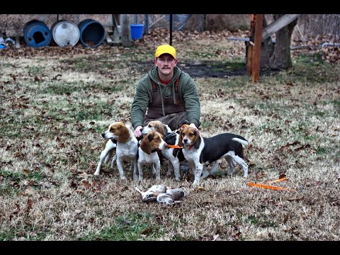Rabbit Hunting With Beagles (Great Footage) Catch, Clean, Cook!!!