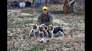 Rabbit Hunting With Beagles (Great Footage) Catch, Clean, Cook!!!