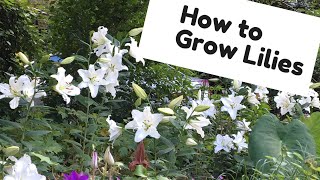 😀 How to Grow Lilies ~ Lily Care ~ Y Garden 😍