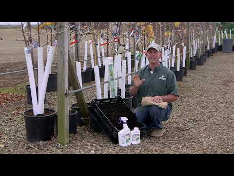 Protect Your Young Trees in the Winter