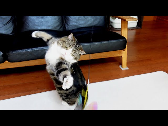 Maru plays like a cat