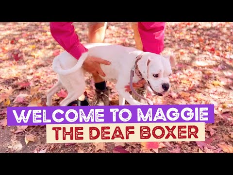 Welcome to the Farm Maggie the Deaf Boxer
