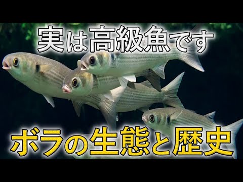 リトバテスについて詳しく解説