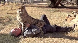 Loved By Affectionate African Cheetah Cat - Man & Cheetah Are Best Friends - Saying Goodbye MMA Way