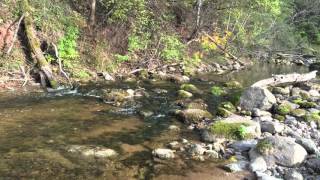 Europe, Latvia, Gauja National park, river stream videoscape, 4th of October 2015