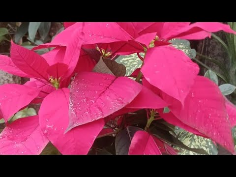 C3_Claudia_ JARDIM VIRTUAL 2026: Queimados, RJ, Brasil,( bico de papagaio)