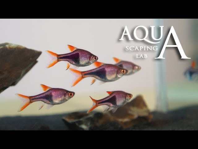 Aquascaping Lab - Harlequin Rasbora Trigonostigma Heteromorpha fish description / pesce Arlecchino
