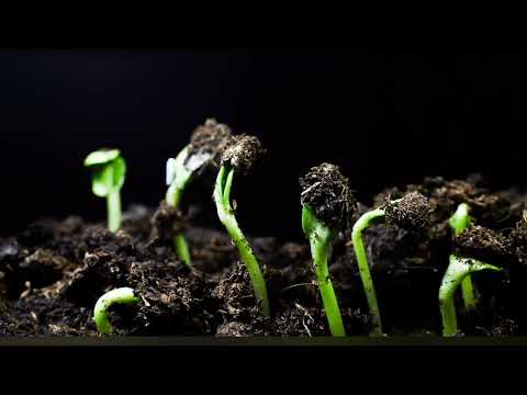 Samen wachsen im Zeitraffer