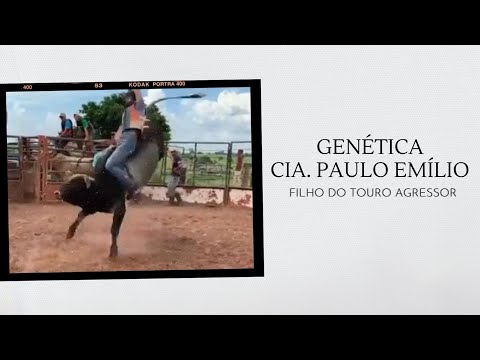 GENÉTICA CIA. PAULO EMÍLIO | FILHO DO TOURO AGRESSOR (2° MONTARIA)