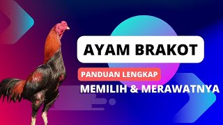 Download lagu Ayam Brakot !!!! Panduan Lengkap Memilih dan Merawatnya mp3 Download lagu Ayam Brakot !!!! Panduan Lengkap Memilih dan Merawatnya mp3