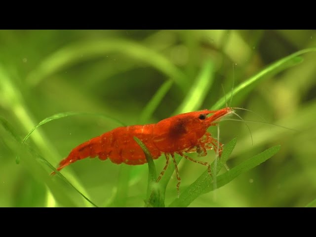 breed cherry shrimp - Aquatic videos