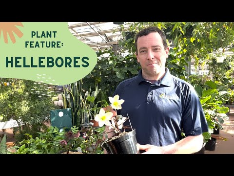 Barlow's TV [Episode 121] All About Hellebores