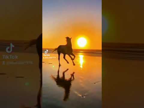 #52 SADAQAH CHI TIÊU VÀO CON ĐƯỜNG CHÍNH NGHĨA CỦA ALLAH