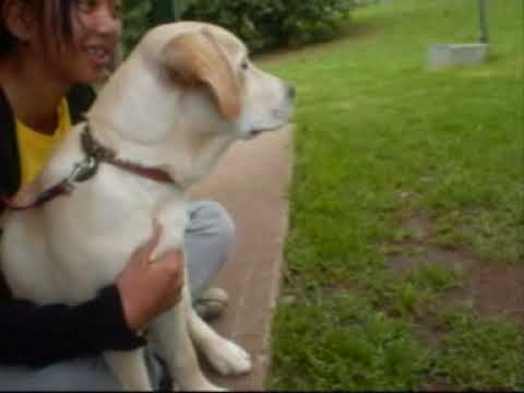 Nala's first day at puppy pre-school
