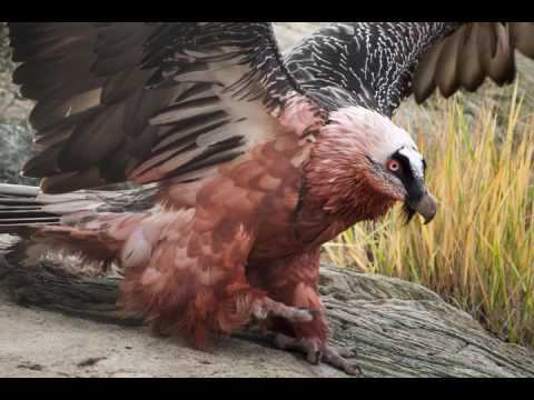 Top 10 Dangerous Birds In world
