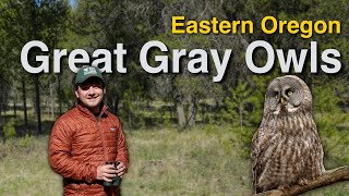 Chasing the Great Gray Owl in Eastern Oregon