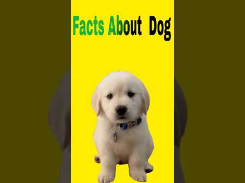 "Amazing Dog Facts You Should Know" #dog #facts #shorts
