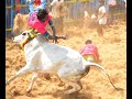 மணப்பாறை ஆவாரங்காடு 2023 ஜல்லிக்கட்டு