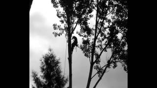 preview picture of video 'Pappel Fällung mittels Climbing Team in Hohen Neuendorf'