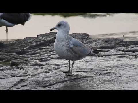 Vídeo de Larus canus. <em>© César Fernández González