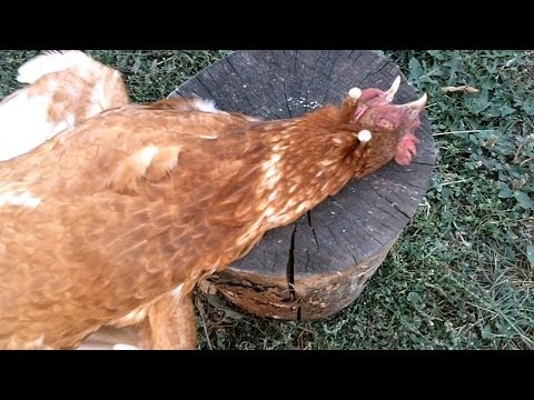 Как зарубить курицу. Лайфхак.