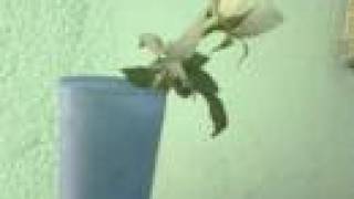 atrevete a olvidarme