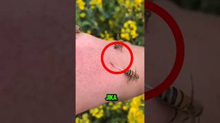 Download lagu INI CARA MENGHILANGKAN SENGATAN LEBAH⁉️ mp3