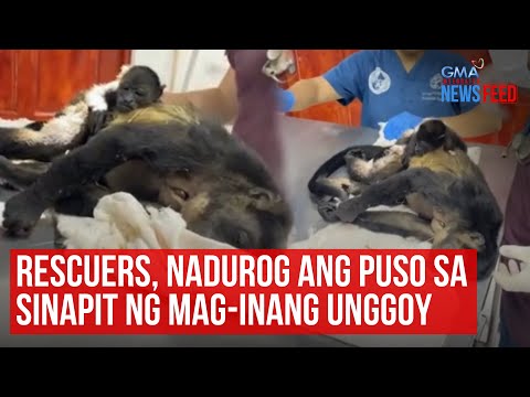Rescuers, nadurog ang puso sa sinapit ng mag-inang unggoy GMA Integrated Newsfeed