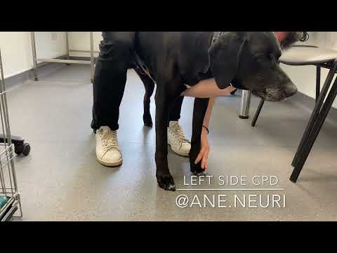 FCE (Fibrocartilaginous Embolism) in Dogs: Symptoms & Treatment - VOSD