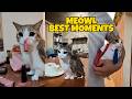 Meowl S Best Moments Funny Cat Owl Compilation
